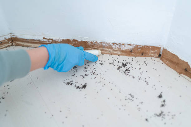 Best Flea Control Services  in Conneaut Lakeshore, PA
